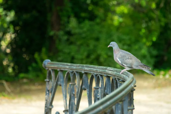 Köprü Korkuluk Ile Parkta Güvercin Tünemiş — Stok fotoğraf