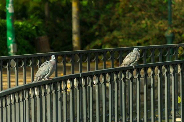 Paloma Posada Barandilla Del Puente Parque Con Agua — Foto de Stock