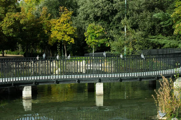 鳩が水で公園内の橋の欄干に腰掛けてください — ストック写真