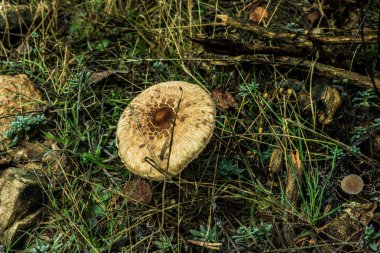 mantar ayrıntılı olarak dağ orman İspanya