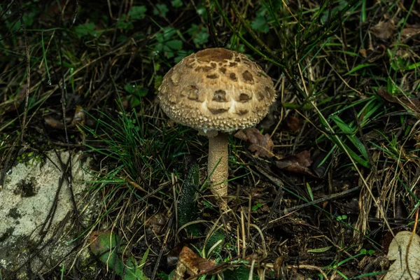 Detalle Setas Bosque Montaña España — Foto de Stock