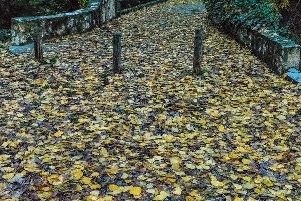 sonbaharda ağaçlar yapraklarla kaplı Nehri üzerinde köprü