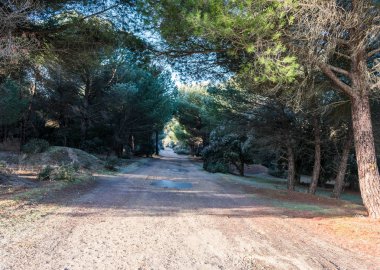 Kışın soğuk sabah orman yolu