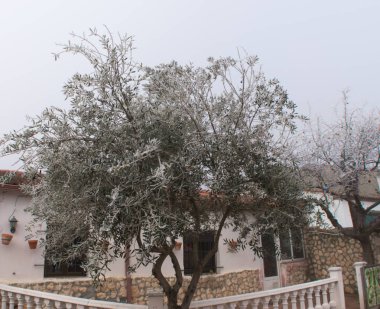 ağaç ev verandada kışın donmuş yaprakları ile