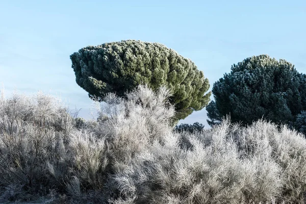 ağaç ormanda kış ve donmuş yaprakları ile