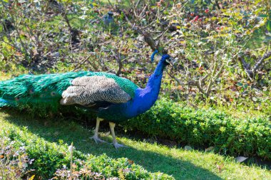 campo grande valladolid İspanya parkta güzel tavus kuşu