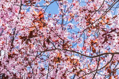 güneşli bir gün bahar çiçekler ile doğa