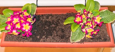 ev terasında çiçekler ile çiçek pot