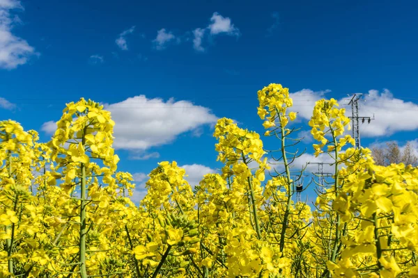 field of yellow flowers in springfield of yellow flowers in spring in spain