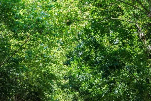 dağ manzara ağaçları ile orman