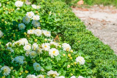 renkli kelebek çiçek tünemiş