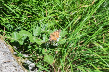 renkli kelebek çalı tünemiş