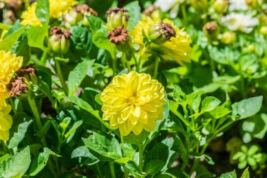 Yeşil alanda sarı çiçekler