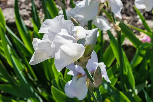 緑の野の白い花 — ストック写真