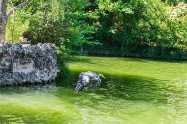 vinç kayalardan uçuş alır