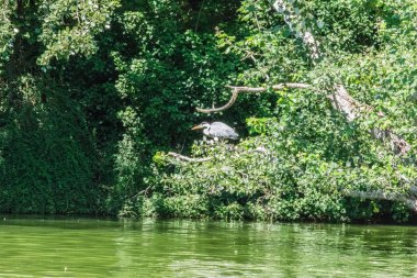 vinç bazı kayalar üzerinde tünemiş