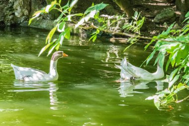 su havuzunda yüzen kazlar