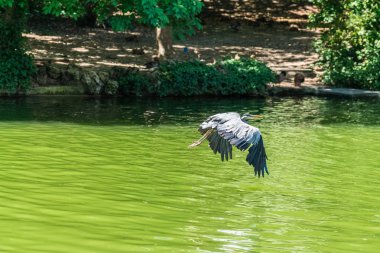 su havuzu üzerinde uçan vinç