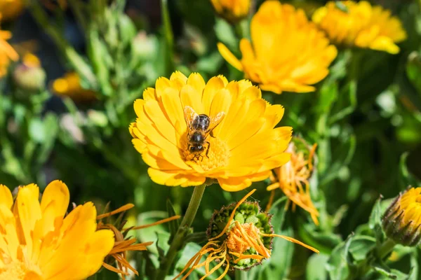 bumblebee güneşli bir günde sarı turuncu çiçek nektarı alarak