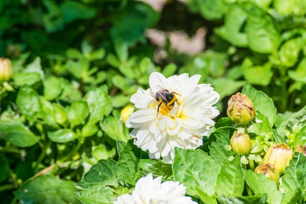 bumblebee güneşli bir günde beyaz çiçek nektarı alarak