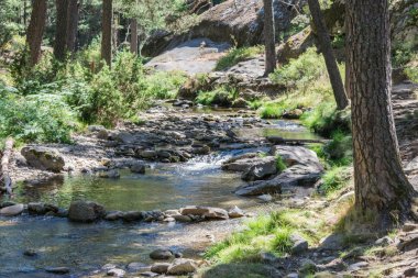 taşlar ve bitki örtüsü arasında dağ nehri