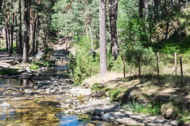 taşlar ve bitki örtüsü arasında dağ nehri