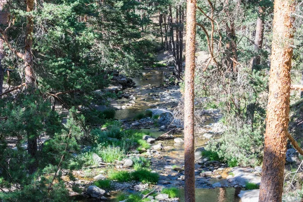 Berg rivier tussen stenen en vegetatie — Stockfoto
