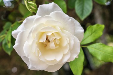 beyaz gül yakın çekim yaprakları ve yeşil arka plan ile