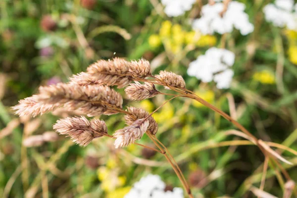 Braune Spitze auf blühendem Feld im Sommer mit grüner Vegetation im Hintergrund — Stockfoto