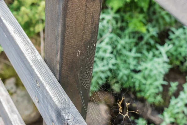 Teia de aranha na ponte de madeira sobre o rio — Fotografia de Stock