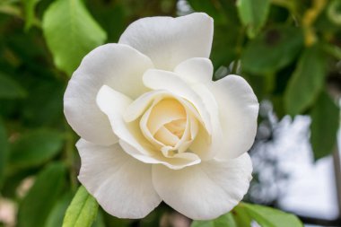 beyaz gül yakın çekim yaprakları ve yeşil arka plan ile