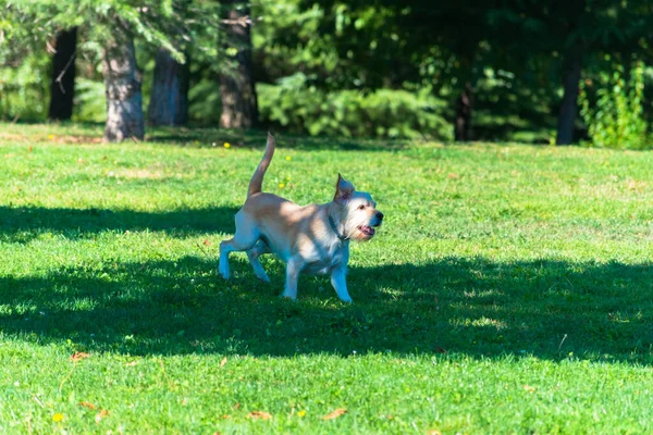 Perro corriendo y saltando sobre la hierba — Foto de Stock