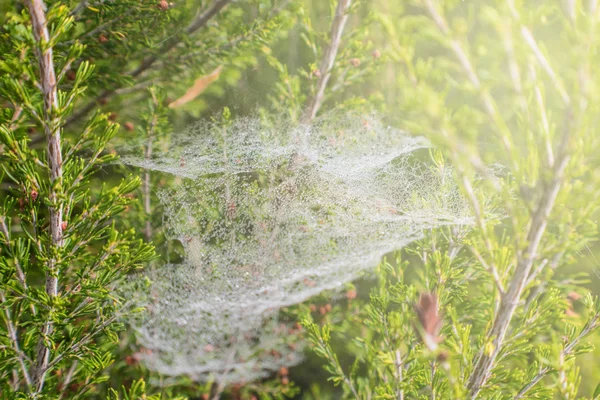 Toile d'araignée sur la végétation dans la forêt — Photo