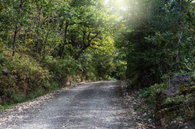Kumlu yol yemyeşil ormana giriyor.
