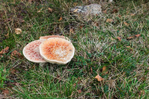 Foto aérea de hongo marrón en el bosque — Foto de Stock