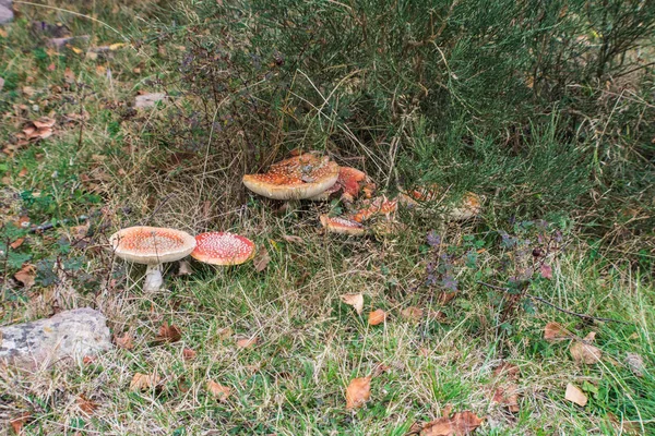 Foto aérea de hongo marrón en el bosque — Foto de Stock