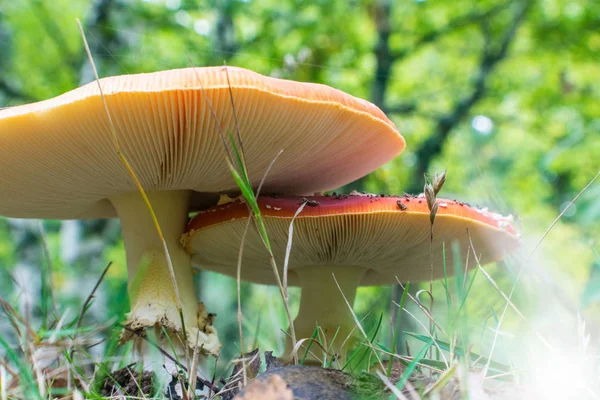 Tiro lateral de hongo Amanita en el bosque — Foto de Stock