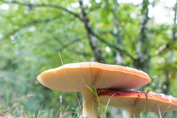 Tiro lateral de hongo Amanita en el bosque — Foto de Stock