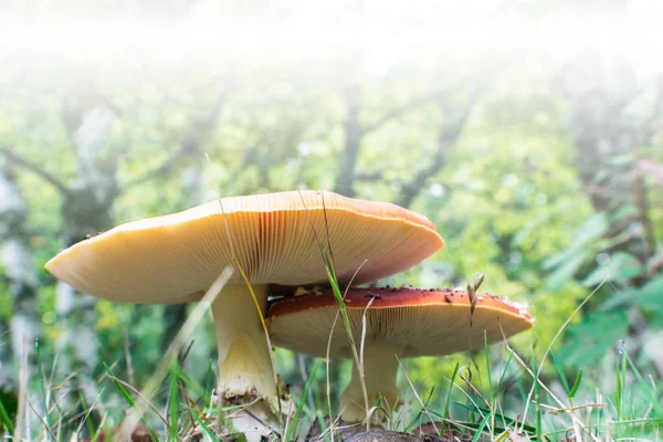 Tiro lateral de hongo Amanita en el bosque — Foto de Stock