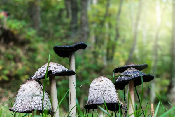 Grupo de setas de diferentes tamaños en el suelo del bosque — Foto de Stock