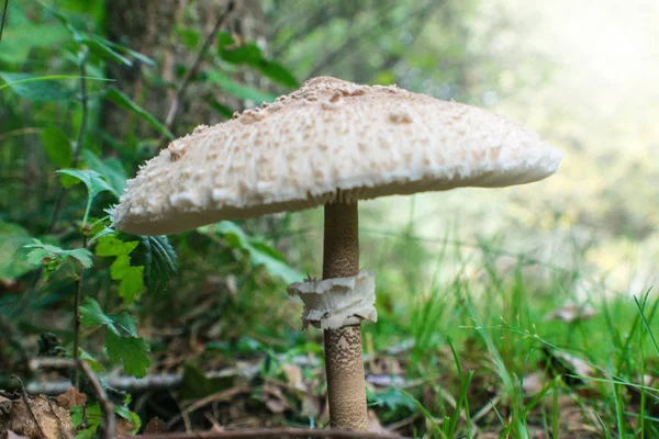 Foto lateral de hongo marrón en el bosque verde — Foto de Stock