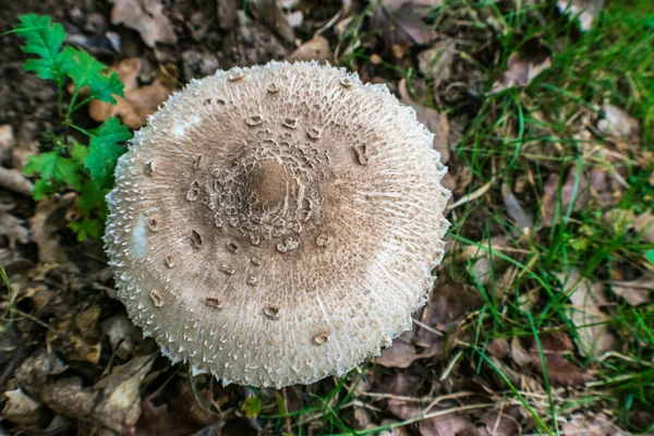 Foto aérea de hongo marrón en el bosque — Foto de Stock