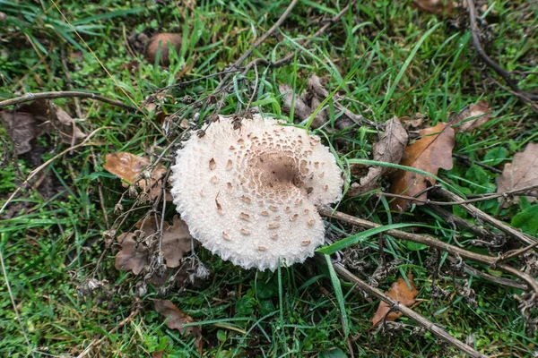 Воздушный кадр коричневого гриба в лесу — стоковое фото