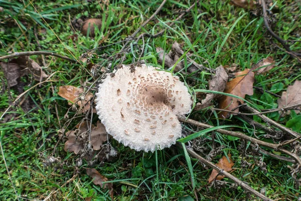 Luftaufnahme von braunem Pilz im Wald — Stockfoto