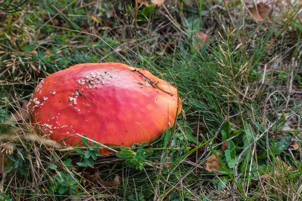 Foto aérea de hongo Amanita en el bosque — Foto de Stock