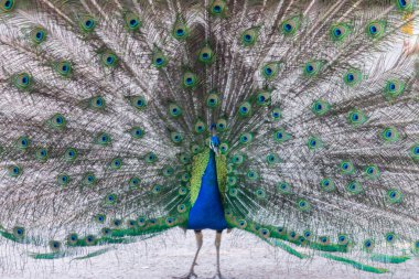 Açık kuyruğu olan güzel mavi bir tavus kuşu.