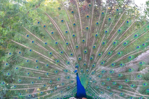 Een Prachtige Blauwe Pauw Met Zijn Geopende Staart — Stockfoto