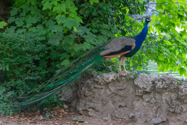 Beautiful Blue Peacock Perched Rock Wall — Stock Photo, Image