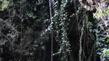 Küçük bir şelale sarmaşıklardan aşağı düşüyor.