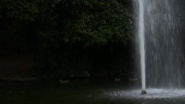 Gölün üzerinde ördekli bir su fıskiyesi